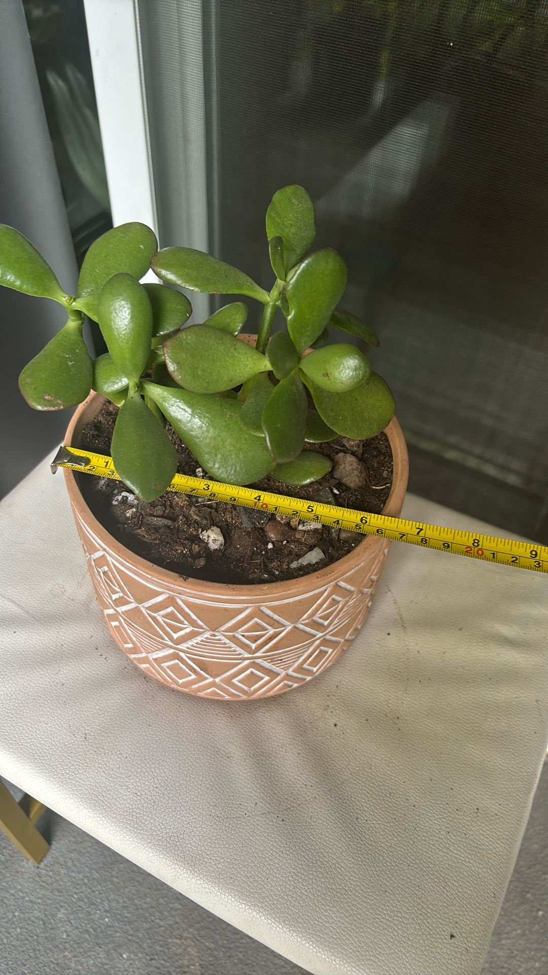 Jade Plant