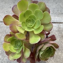 Aeonium Succulent 