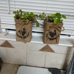 Very nice Two Pots Burlap rooster  comes hard to find real live Creeping  Charlie Plant.