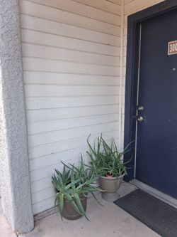Aloe Vera in pots