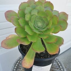 price reduced❤15" tall Succulent tree rose Aeonium California canariense 5 yrs old only 1 hurry buy
