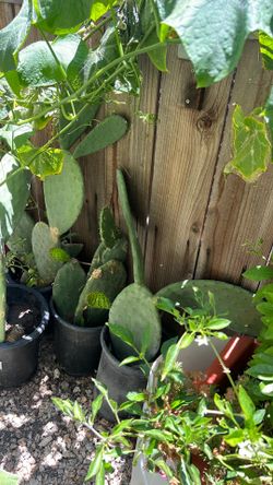 Nopal de penca grande