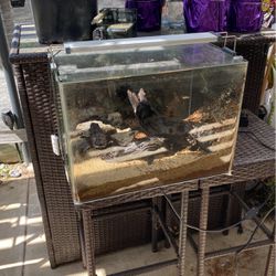 10+ gallon fish tank