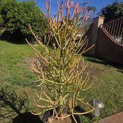 Fire Stick 🔥 Suculent Cactus Plant 