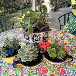 Many Beautifully Potted Succulents 