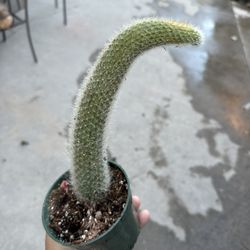 4” monkey tail cactus