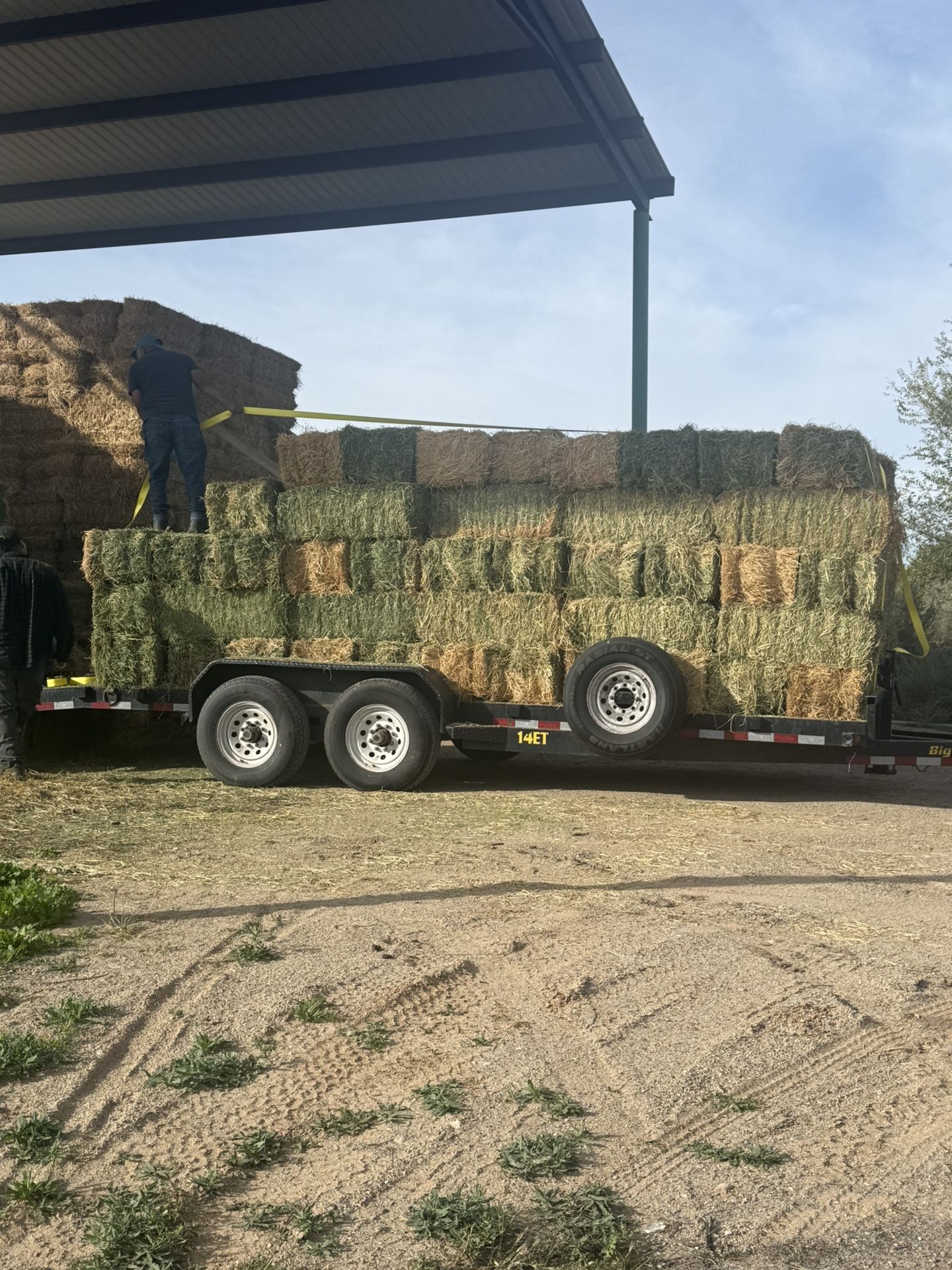 Clean 2 strand Alfalfa Hay
