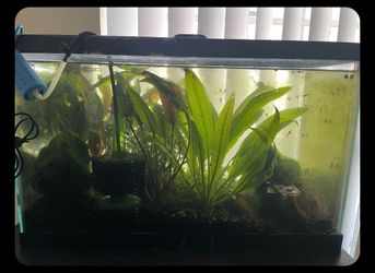 Aquarium plant