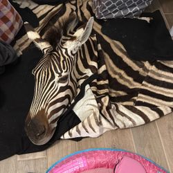Zebra Rug 
