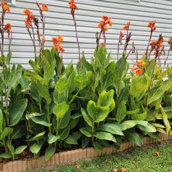 Canna Lily – Bright, Tropical Flowers