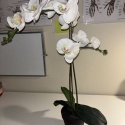 Fake Orchid Plant 