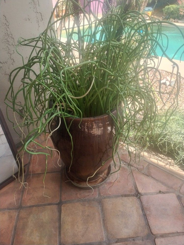Large Flower Pot
