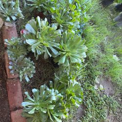 Succulent Plant 