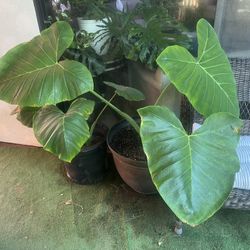 Elephant Ear - Alocasia Odora - Massive Leaf Genetics 