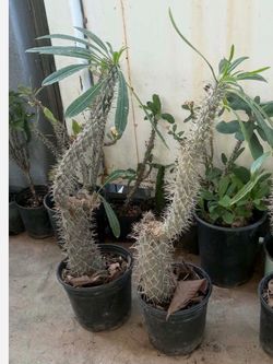 Madagascar Palm