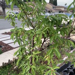 Large Blooming Fruiting and Flowering Bubble Gum Toka and Black Ice Plum Tree in 7 Gallon Pot Live Plant  Cash only  Pick up in North San Jose, By app