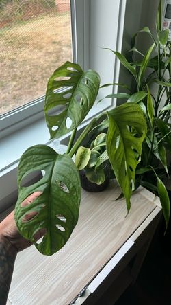 Monstera Adansonii Live Plant Cutting