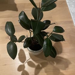 Rubber Ficus Plant with 6” Ceramic Pot