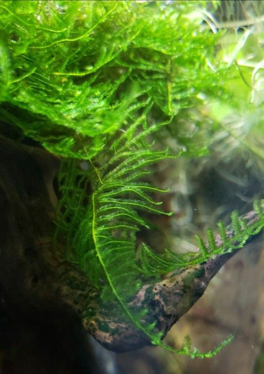 Bulk Christmas Moss 3 To 4 Bags $30