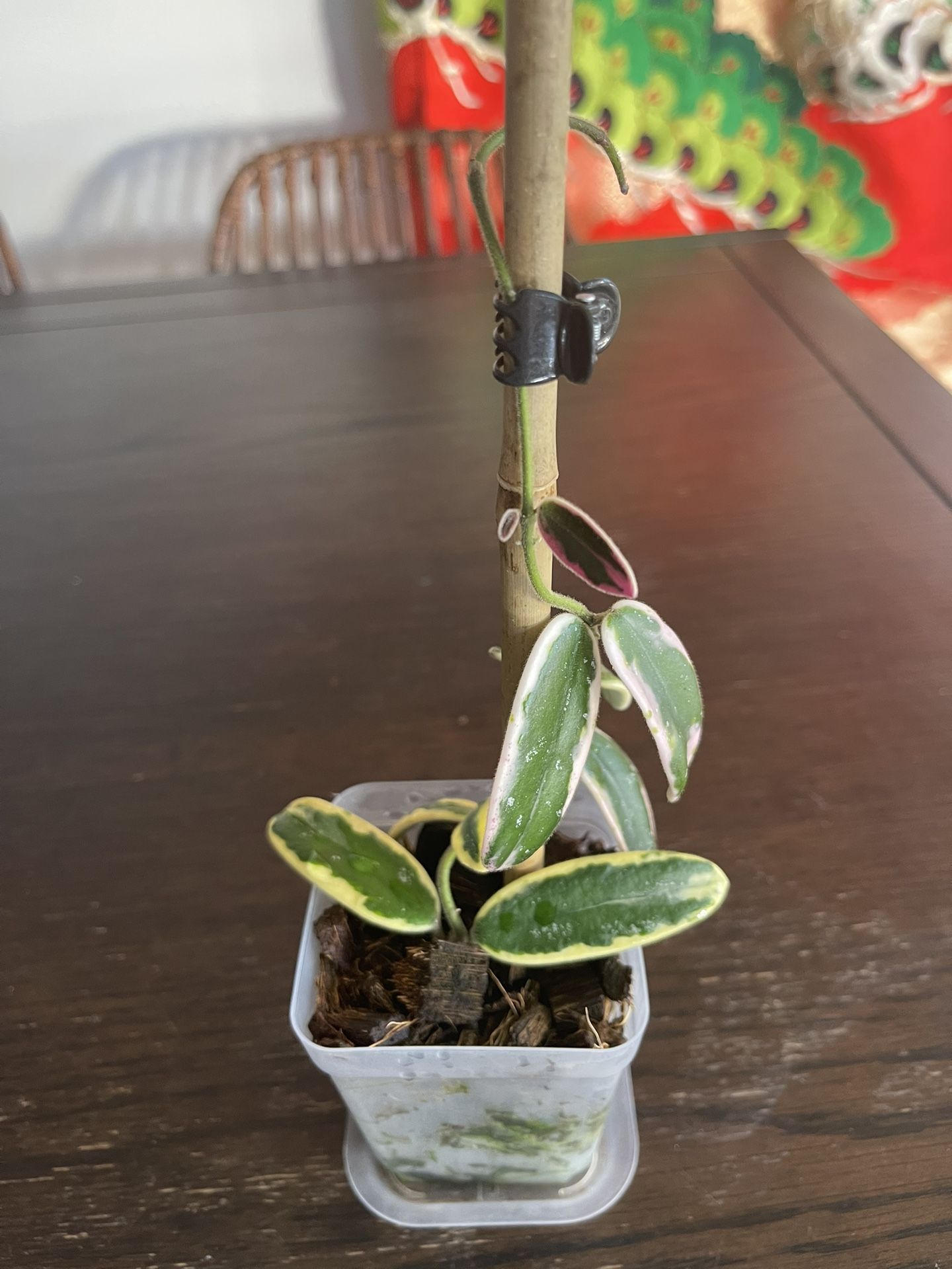Hoya Lyi Prism