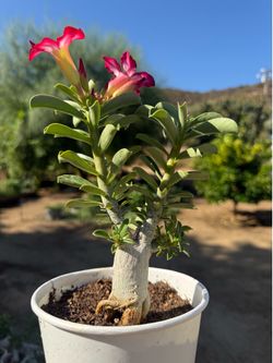 Desert Rose - Pink