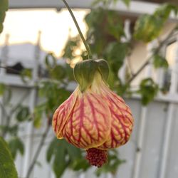 Chinese Lantern Abutilon Tree , Is 7 Feet Tall In 5 Gallons Pot Pick U Only