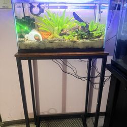 Betta Fish tank 