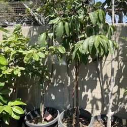 PLANTS  , Bushes , Fruit Trees