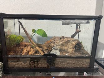 Baby Crested Geckos for Sale