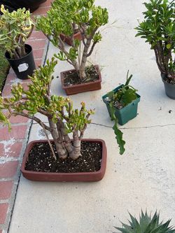 Plant yard sale Yard Sale-Redwood Ave. and Almond Dr. til 1pm New and Used items