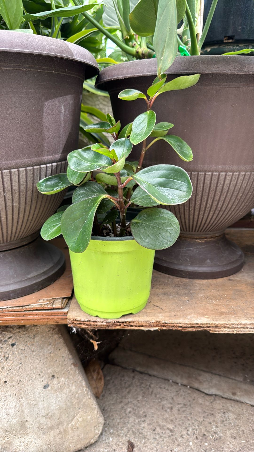 Live Plants