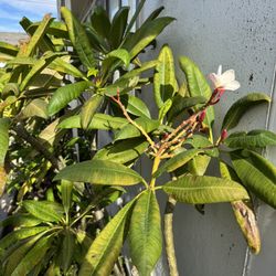 Plumeria Plants | Palos de Plumerias 