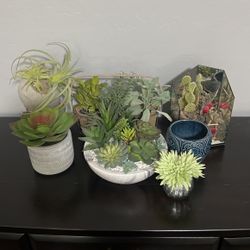 Plants/succulents