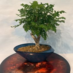 Bonsai