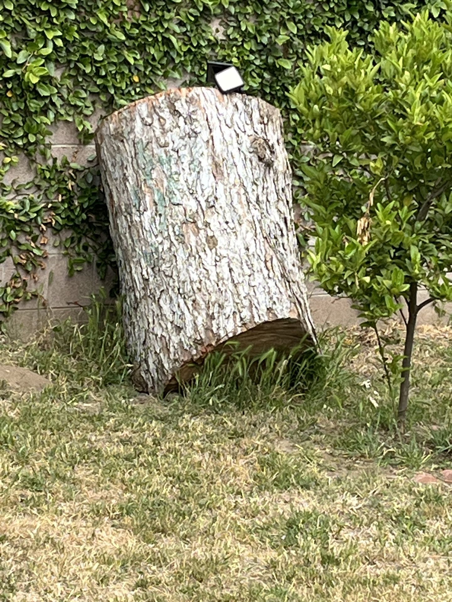 Free Tree Trunk Pieces/wood