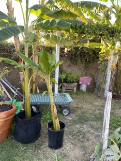 Fruit Trees
