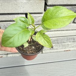 秋月梨pears seeding