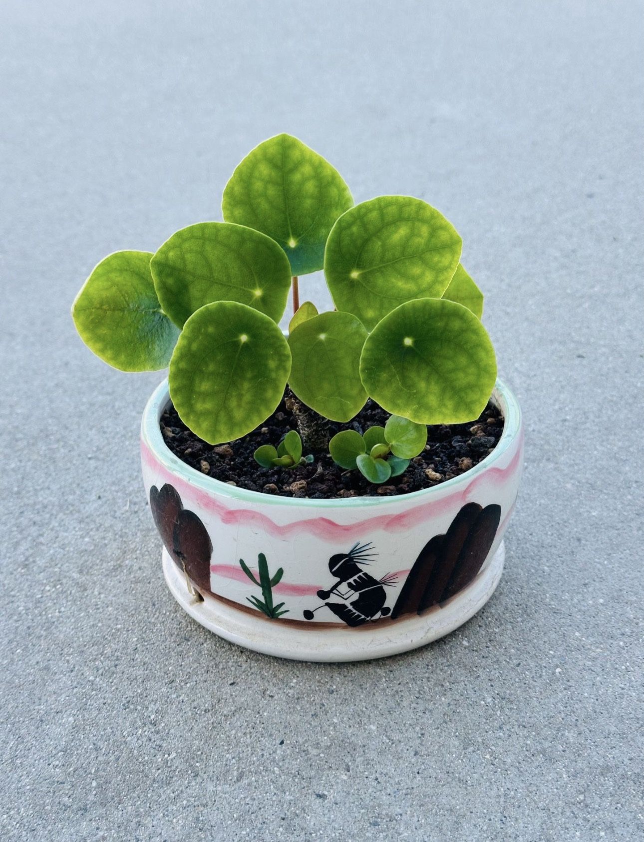 Succulents plants 🪴