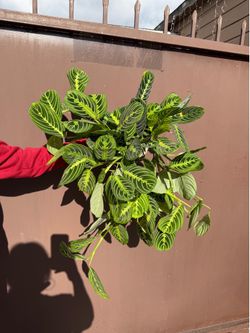 6” xl maranta lemon lime