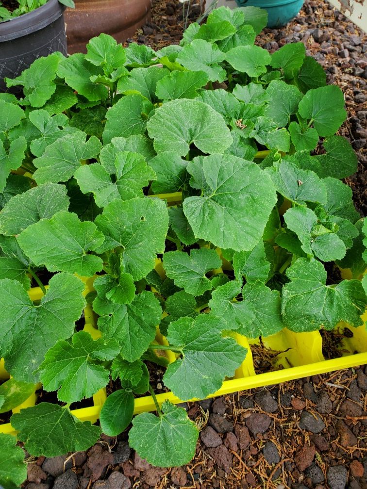 Garden vegetable starts