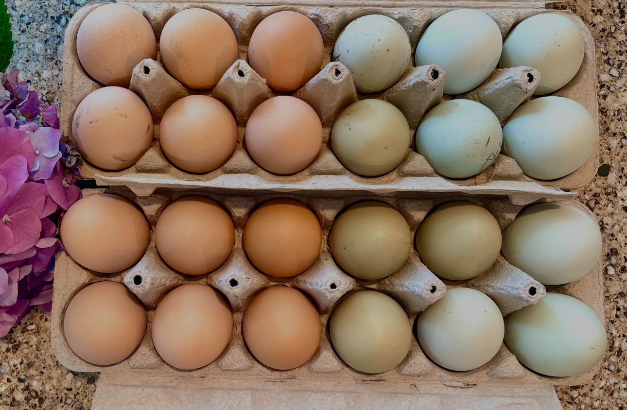Fertile Organic Chicken Eggs for Hatching