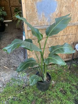Indoor bird of paradise