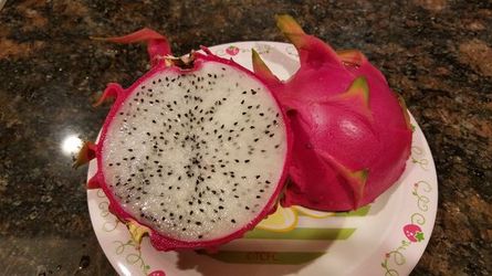 Dragon fruit rooted plant WHITE