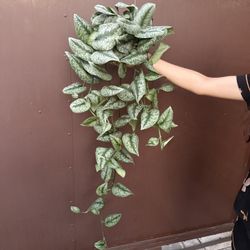 6” Scindapsus Exótica
