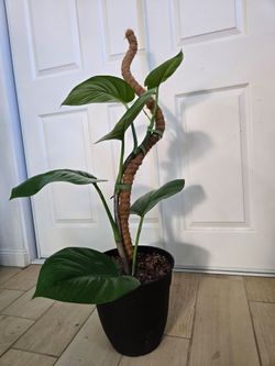 Hawaiian Pothos