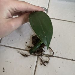 Raphidaphora Decursiva