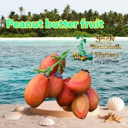 Peanut Butter Fruit Plant 🪴  3gal 