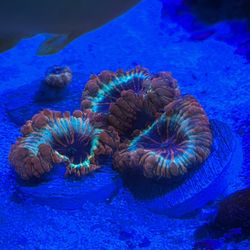 Rainbow Blastos Coral Plastic Fake 
