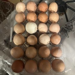 Brown Eggs 