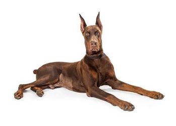 Doberman pup